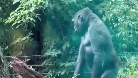 🤯😲 Gorilla HAD ENOUGH! Picks Up Meerkat By Tail, Tosses Away! | FeedMyCuriosity