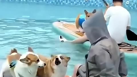 Animal funny