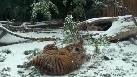 Siberian tigers playing some football 😊