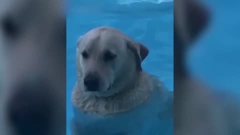 Animals Caught Being Absolutely Hilarious