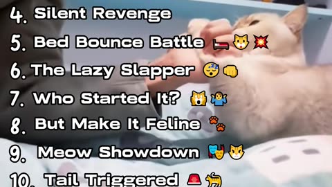 Ranking Funniest Cats Disagreement