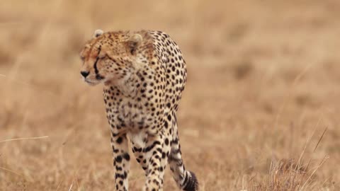 Nature and Animals