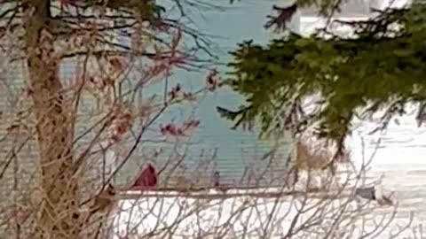 Cardinals in the Snow
