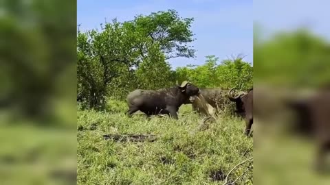 Buffalo vs Lion: The Fight That Shocked the Savannah 😱🔥