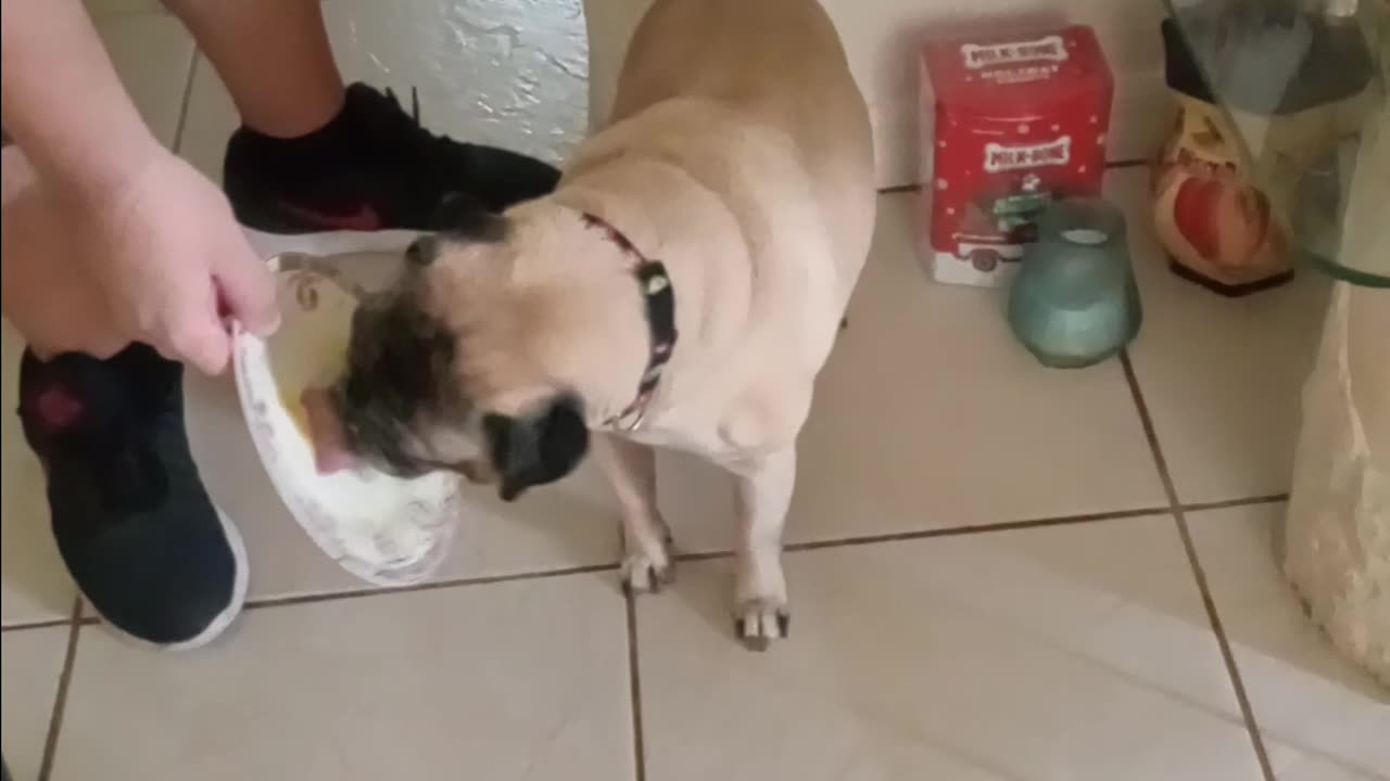 Louie cleaning his plate 😋