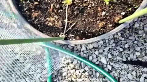 Prepper Garden Update