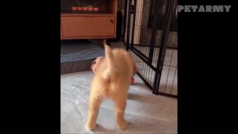 Hilarious & Adorable Puppies That Will Brighten Your Day 🥰🐾
