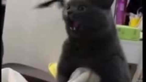 evil is ready for crimes