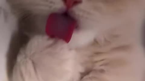 Tiny Cute Licky Licky 🥰