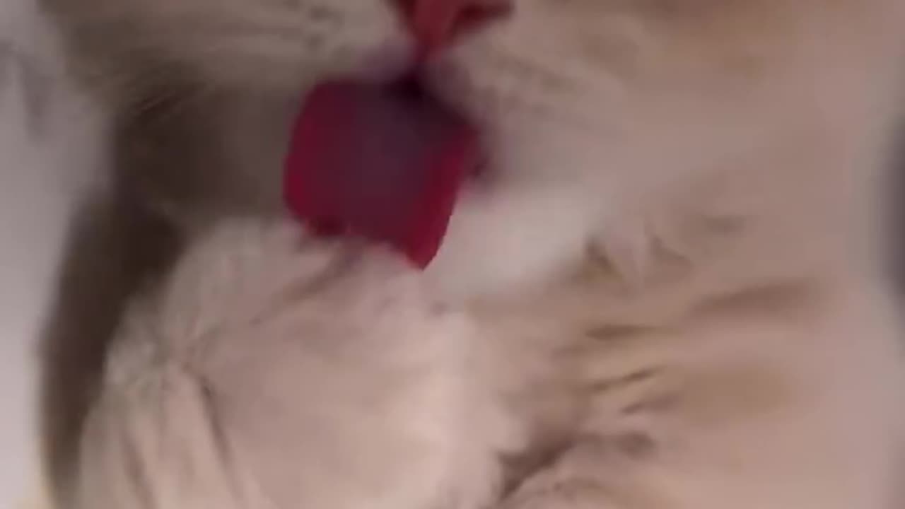 Tiny Cute Licky Licky 🥰