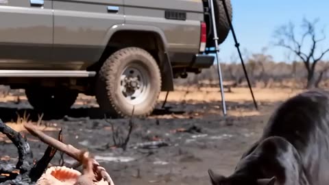 Animals Fight, Hit and Clash