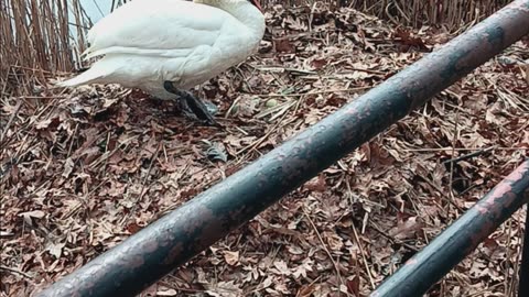 Swans nest