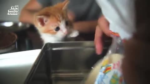 When Pets Hear Their Favorite Word #41
