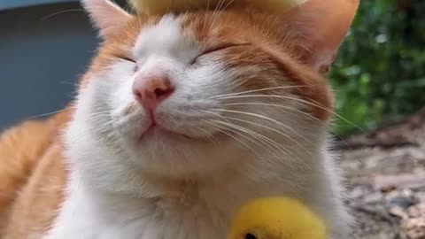 Cute cat