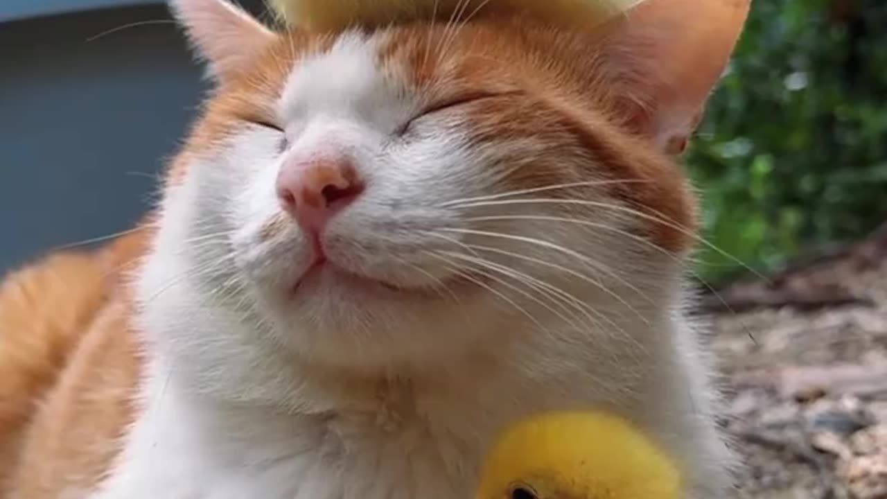 Cute cat