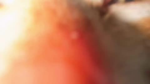 #funnyvideosdaily