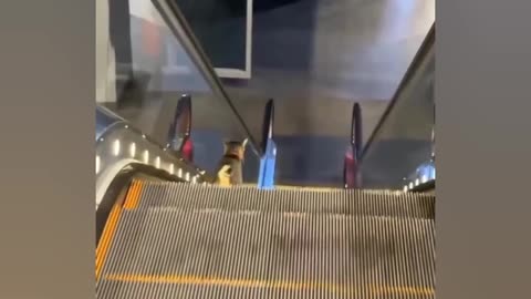 Cat Walk in electric Stairs