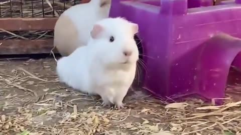 Calling my Guinea pigs