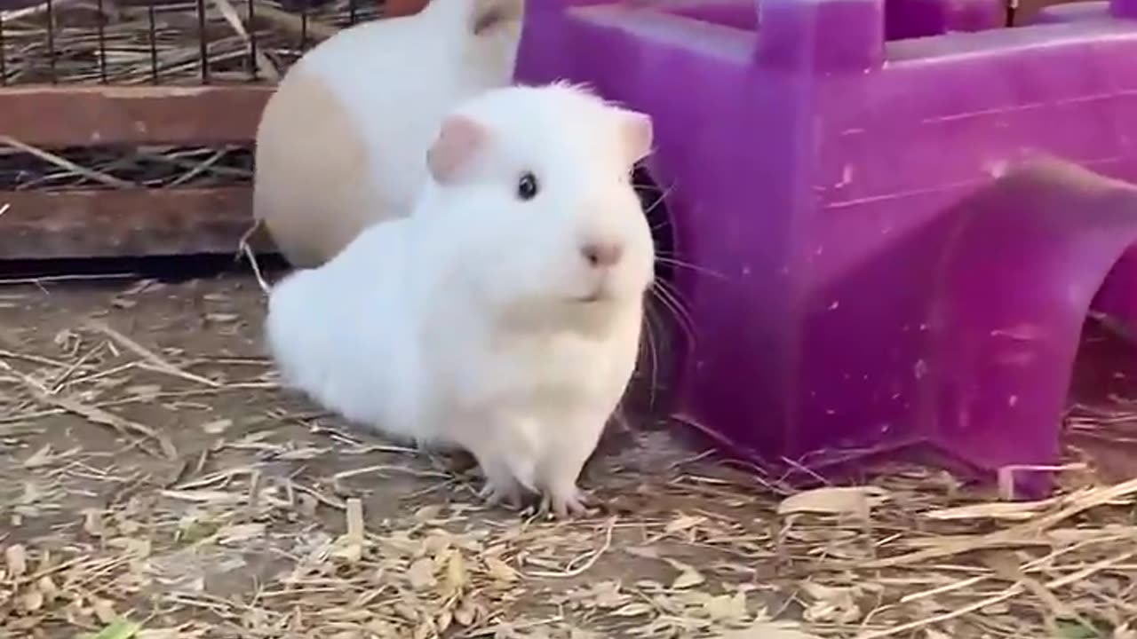 Calling my Guinea pigs