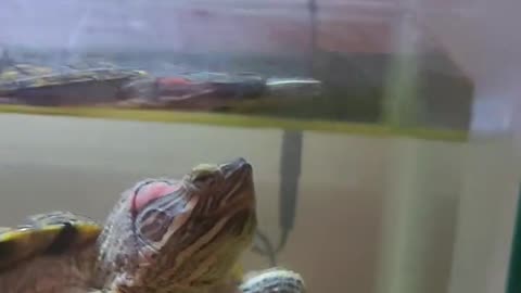 Francis wants dinner