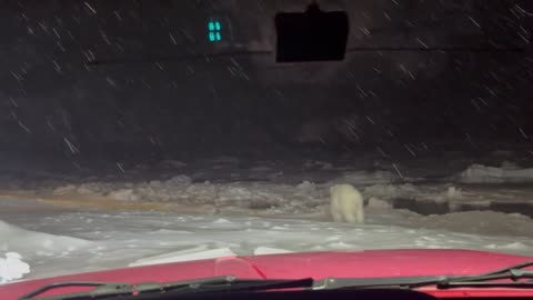 Polar Bear Chases a Dog