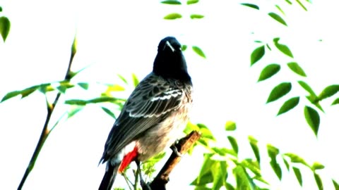 Asian Nightingale bird singing song so