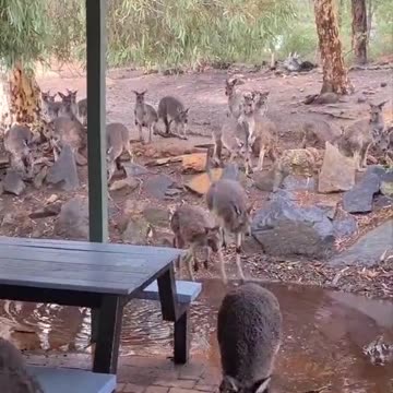 Kangaroo diaries only in Australia 🇦🇺