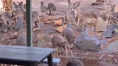 Kangaroo diaries only in Australia 🇦🇺