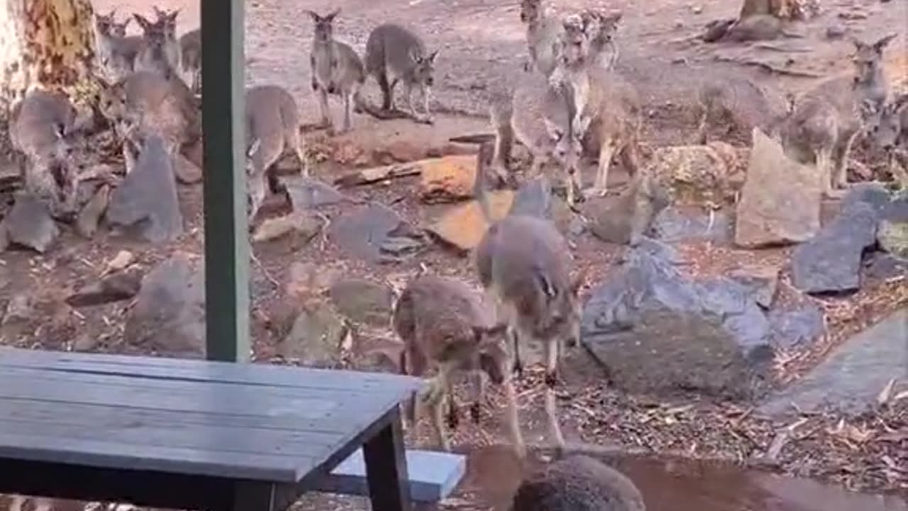 Kangaroo diaries only in Australia 🇦🇺