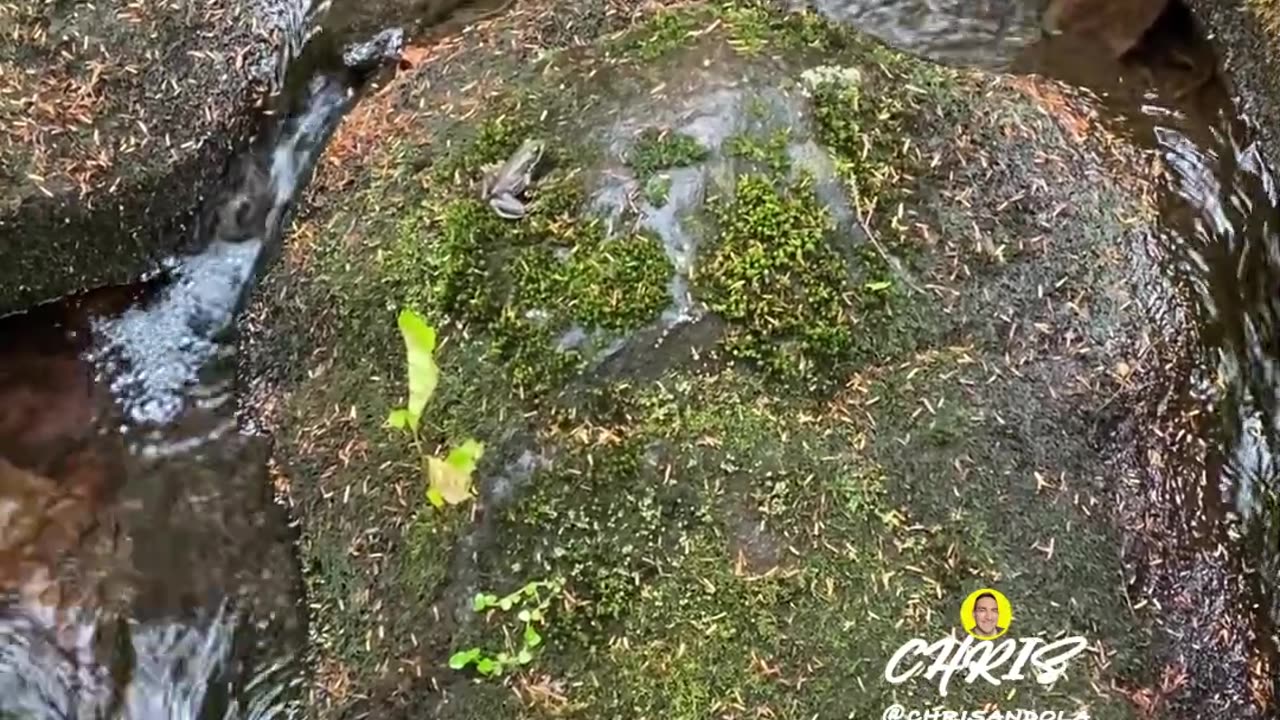 DO YOU SEE IT?