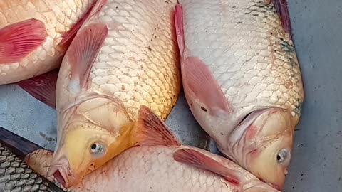 Starting a Fish Business in 2025 Is Harder Than You Think