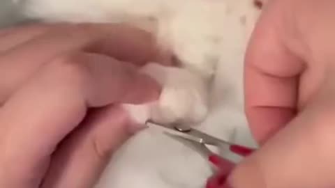 Dog's Comedy Videos 🤣 so cute videos and puppies comedy scenes 🤣 so cute 🥰🥰🥰🥰