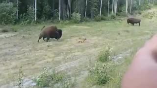 Pitbull attacks a Bison - Whoops