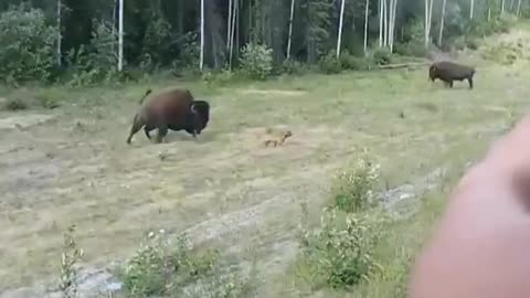 Pitbull attacks a Bison - Whoops