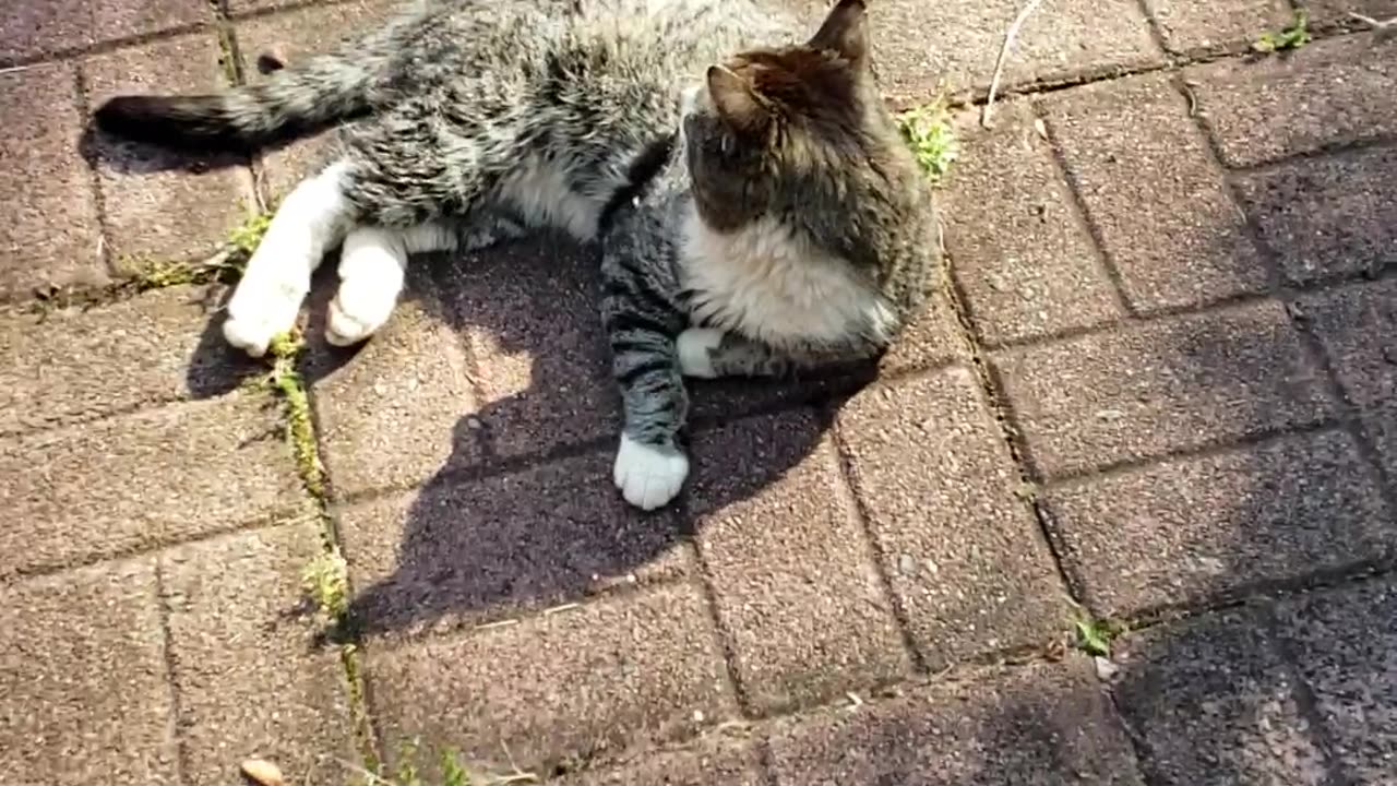 Sunday Cat Report