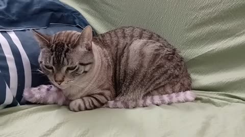 So Calm, So Cute: Cat Lounges Peacefully Beside Her Toy 😊