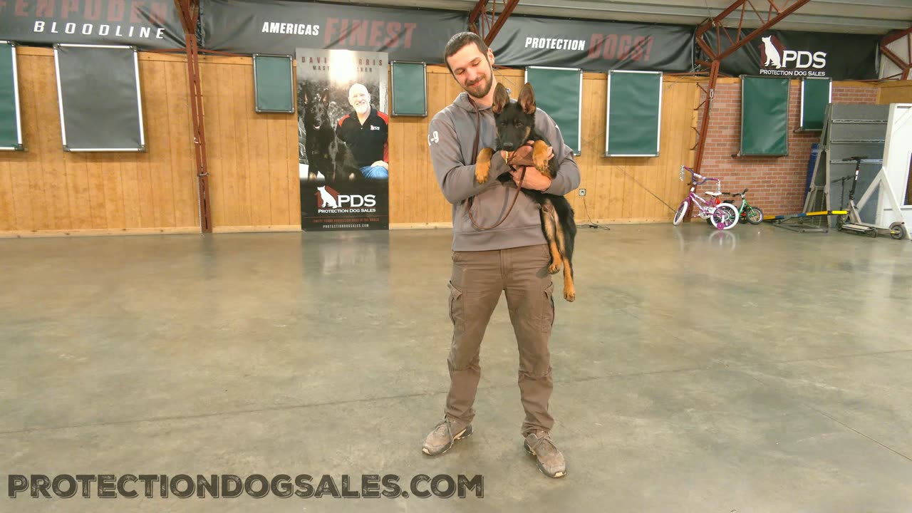 German Shepherd puppy rocking Protection Training
