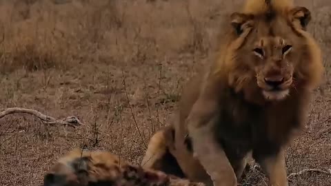 Escaping from lions is impossible