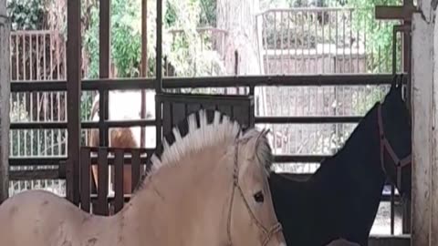 horse