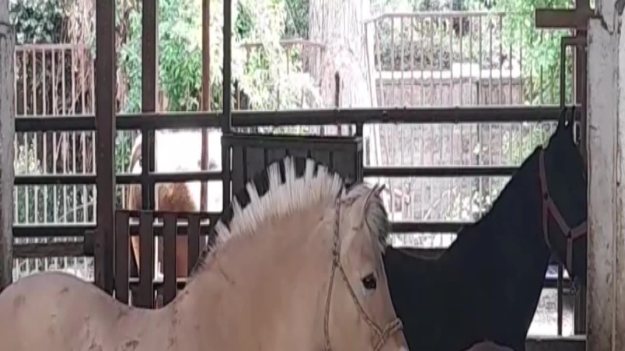 horse