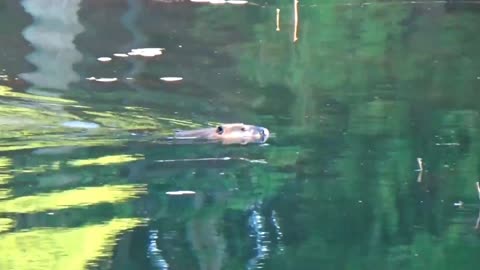 Beaver