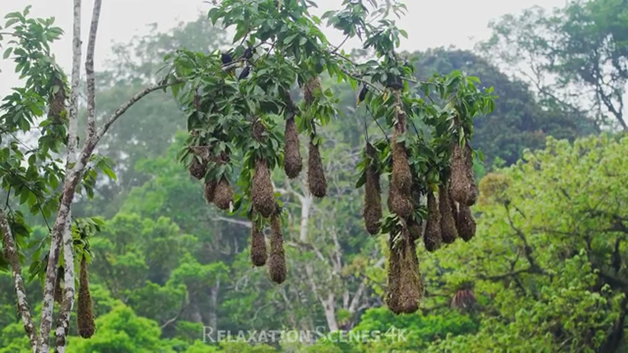 Asian-Rainforest-Wildlife