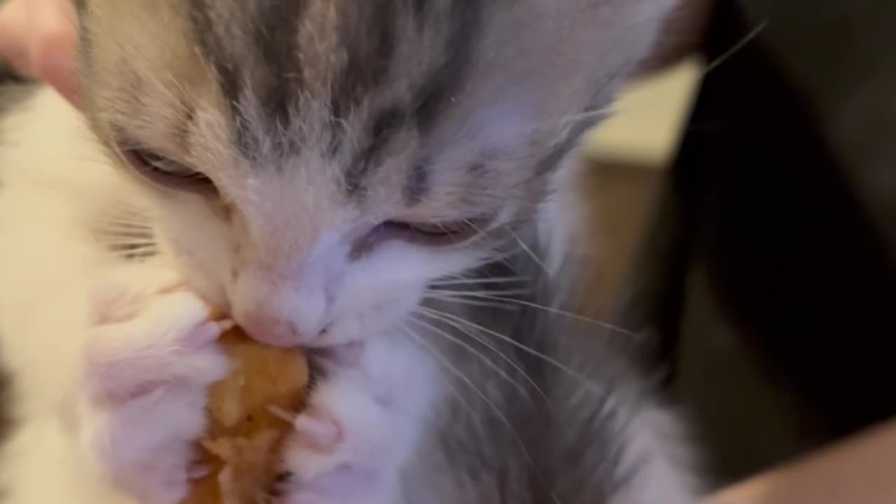 Cute Kitten Eating Chicken Nugget