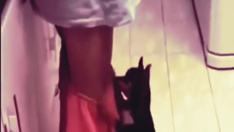 😂 Funniest Animals on TikTok – Pets & Fails Compilation 🐶🐱