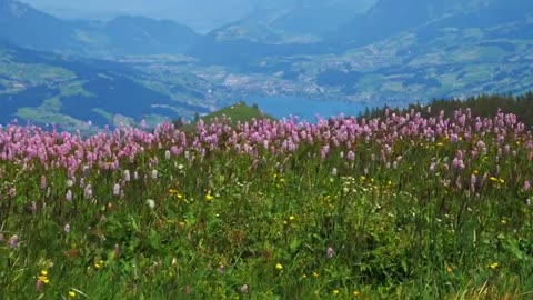 Flower Stock Footage No Copyright Nature Shots Royalty free flower shots free stock videos