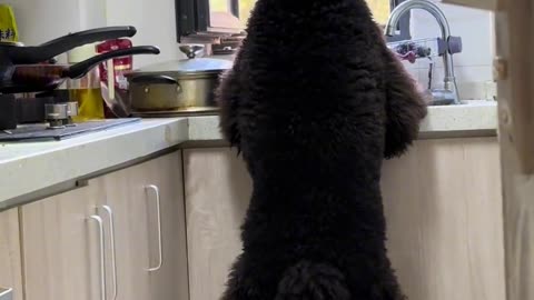 Took one look at the kitchen… Thought we’d been robbed 😱 (Nope — just the dog again 🙃)