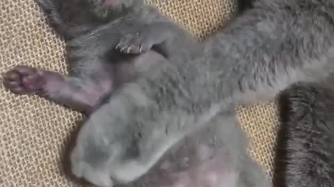 Cute Funny Cats
