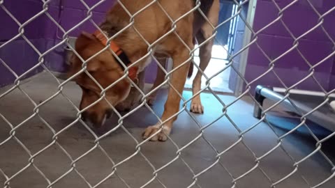 Nugget 5y Pet Id 946758 kennel 15 HSSAZ shelter loved forming a nice bond with groovy guy20250822837