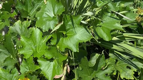 God peace harmony love come naturally without big effort to soul within and Universal Consciousness