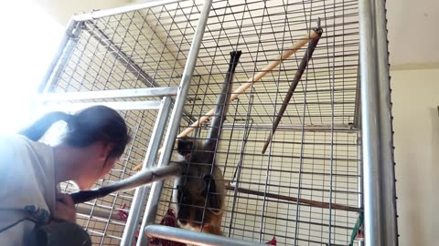 Mowgli gettin teh grabbies!